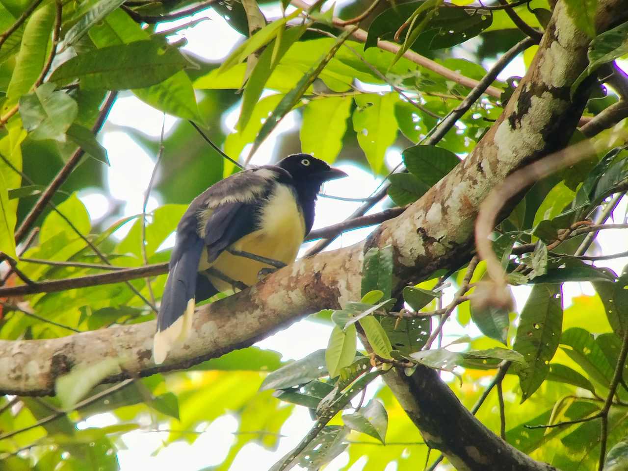 Black-chested Jay