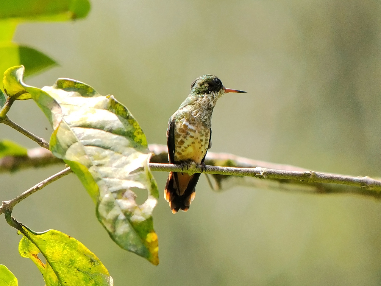 Black-crested Coquette