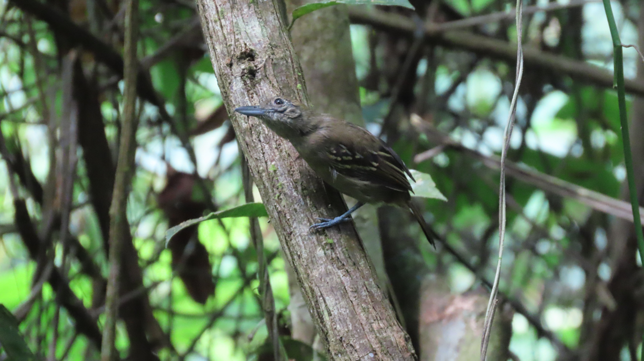 Black-crowned Antshrike