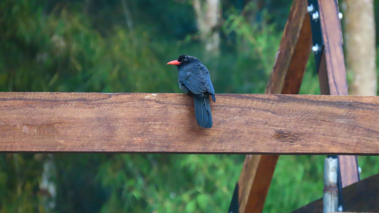 Black-fronted Nunbird