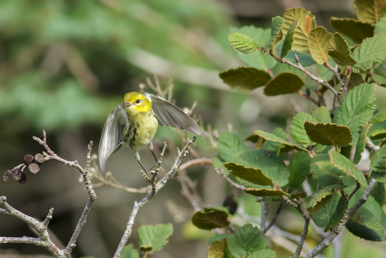 Black-throated Green Warbler