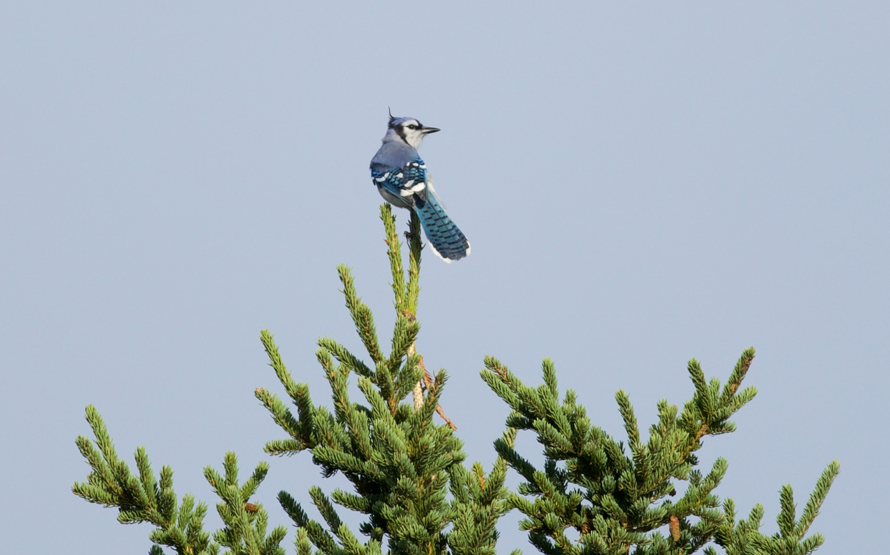 Blue Jay