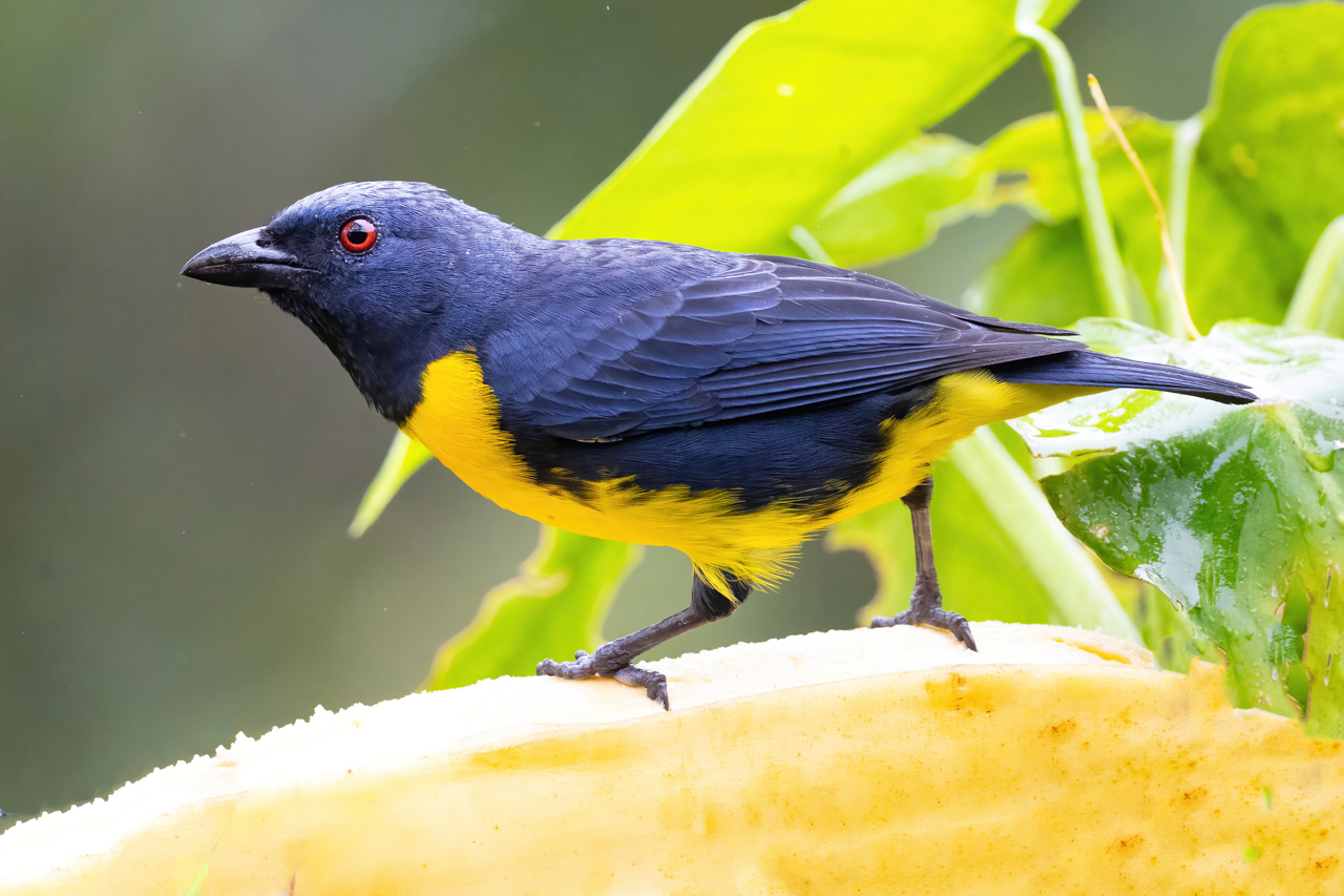 Blue-and-gold Tanager