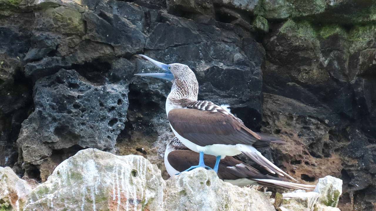 Blue-footed Booby