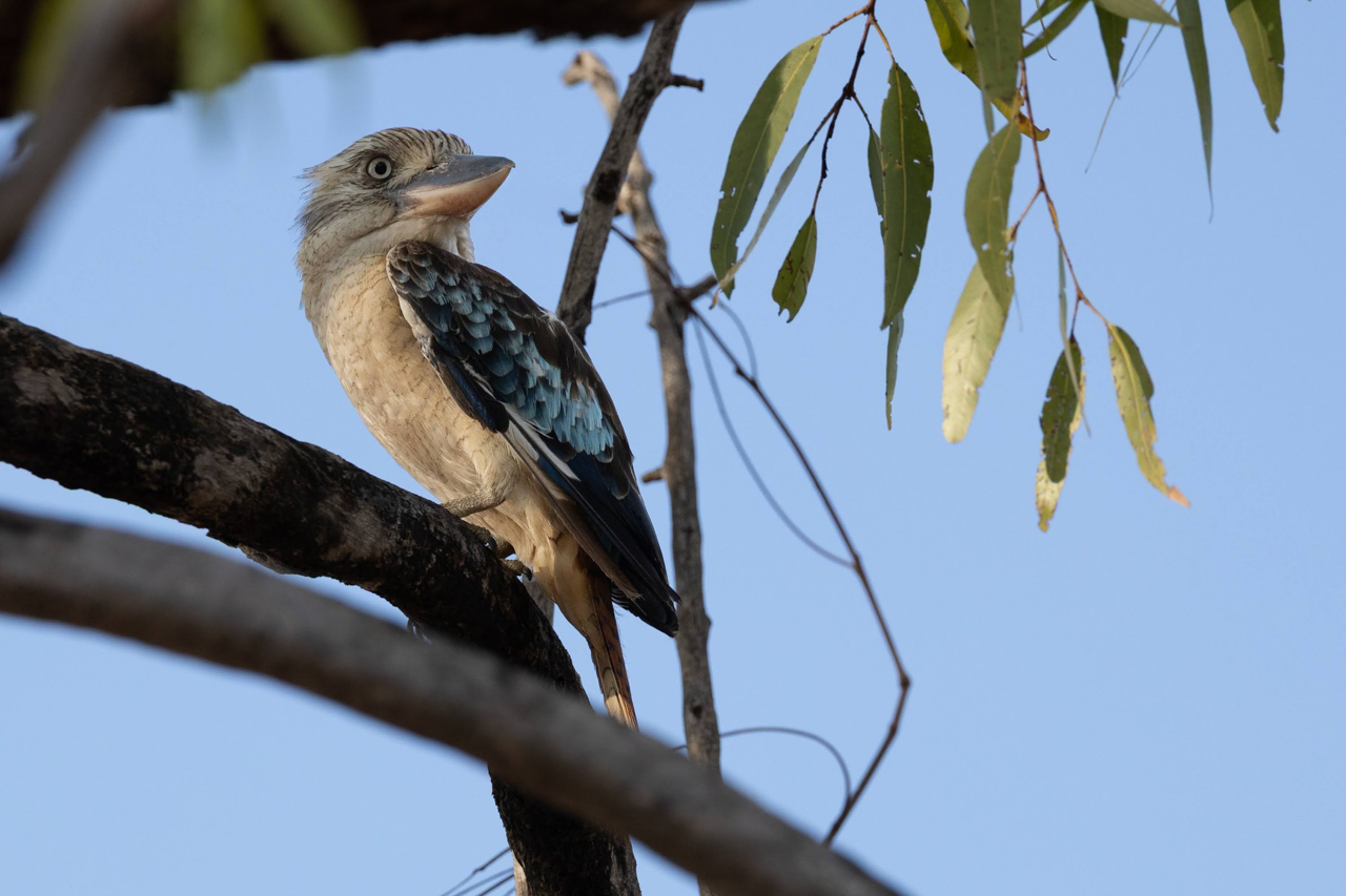 Blue-winged Kookaburra