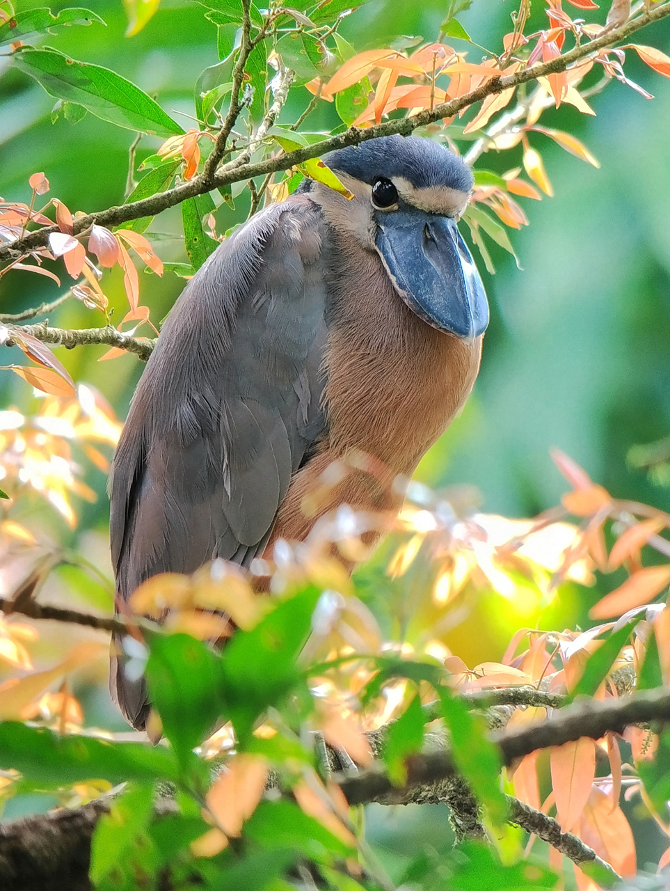 Boat-billed Heron