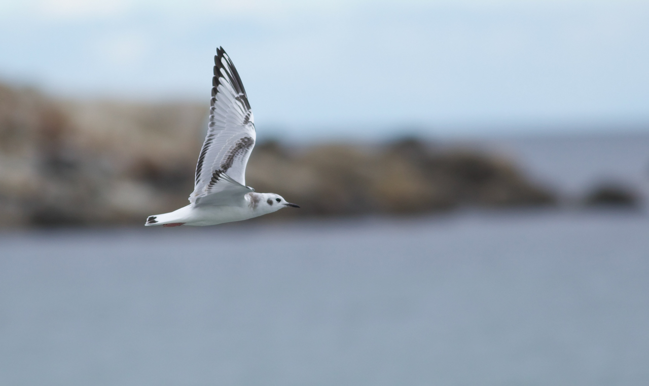 Bonaparte's Gull 