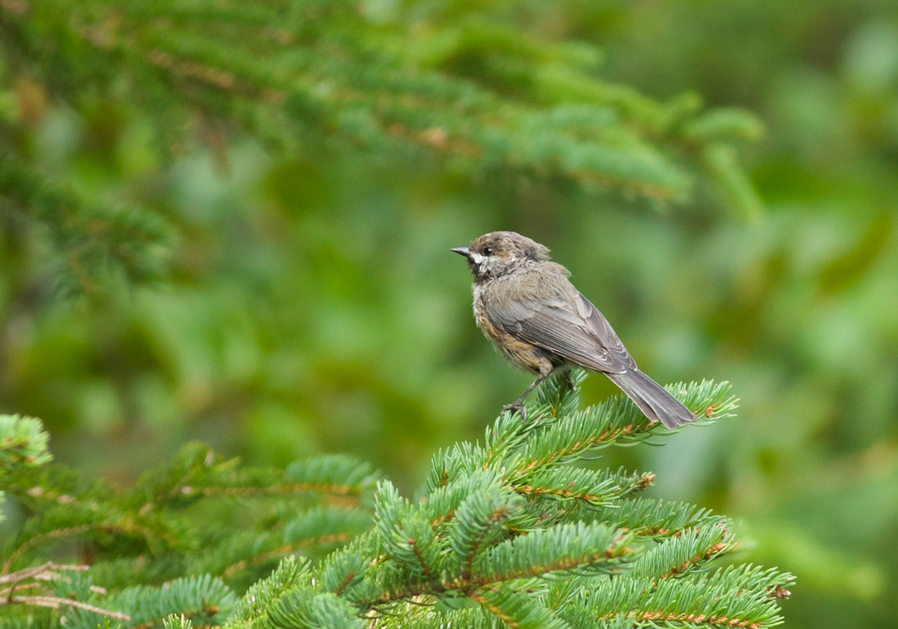 Boreal Chickadee