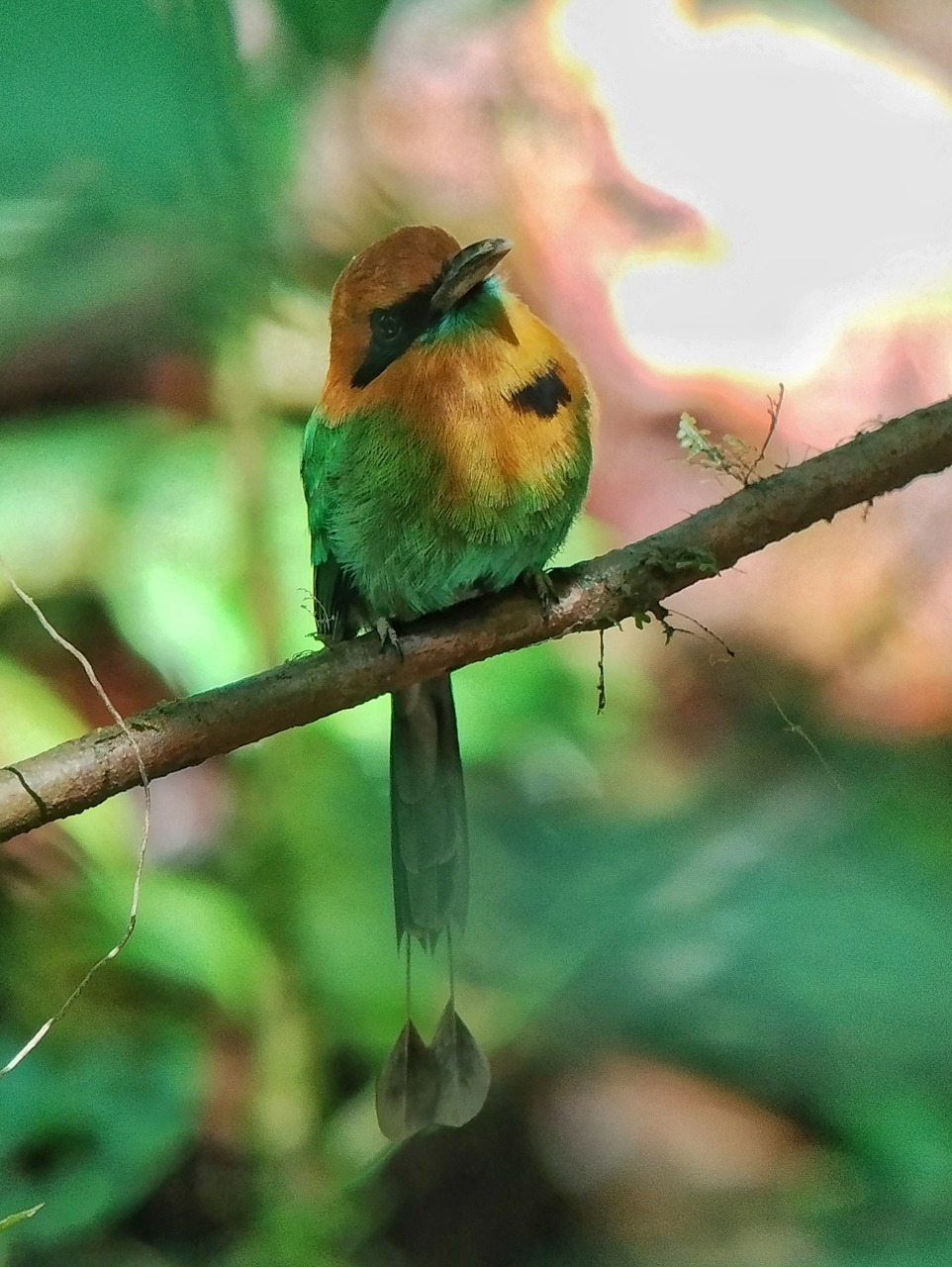 Broad-billed Motmot