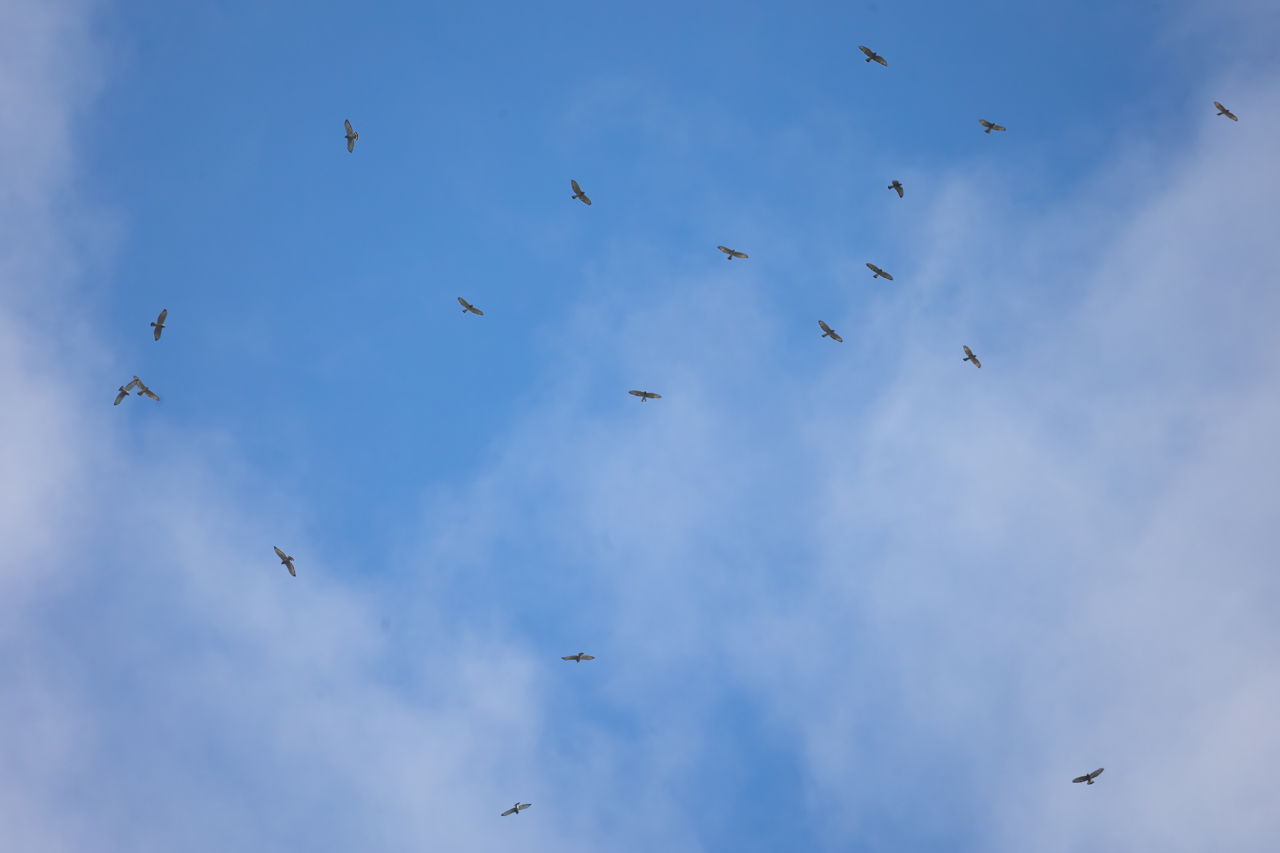 Broad-winged Hawk migration