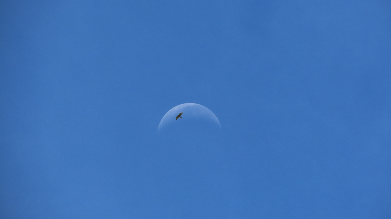 Broad-winged Hawk against moon