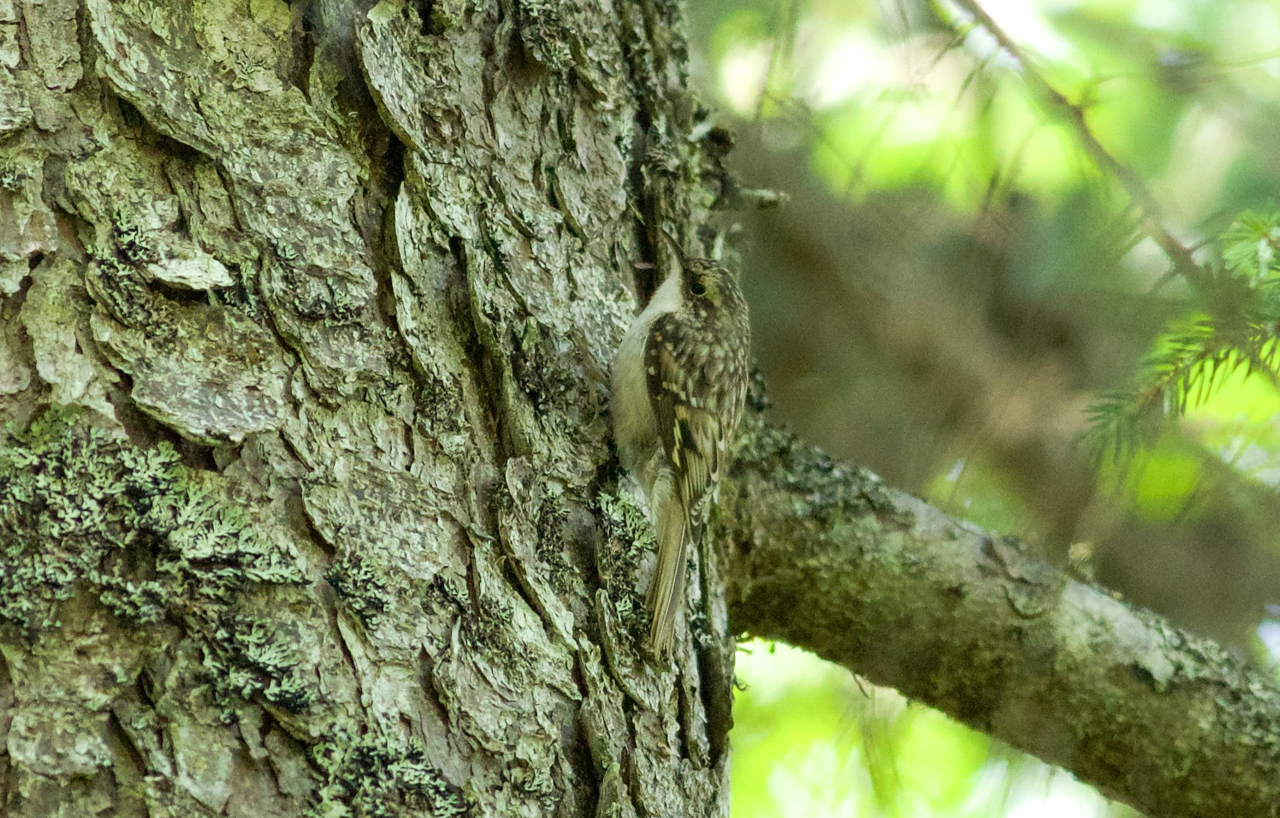 Brown Creeper
