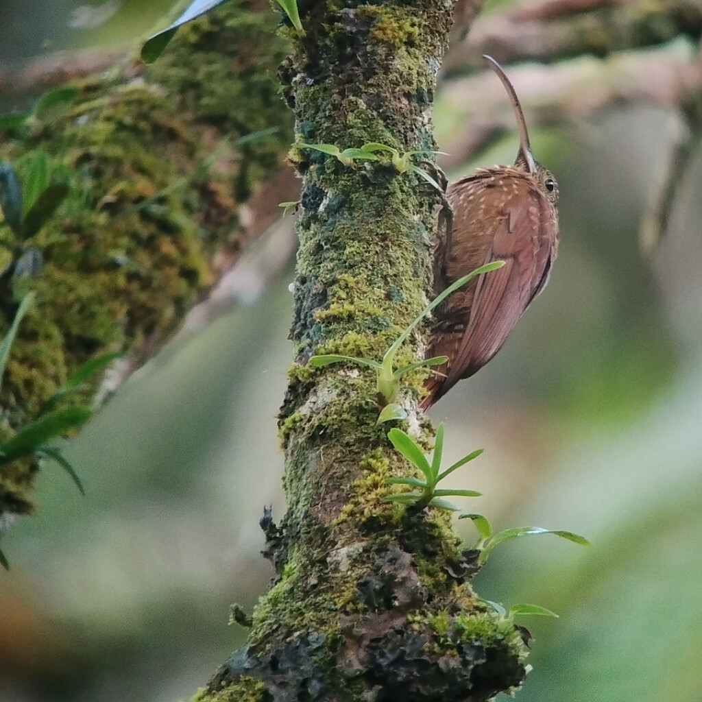 Brown-billed Scythebill