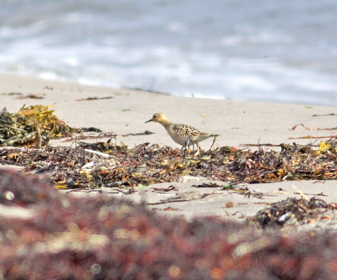 Buff-breasted Sandpiper