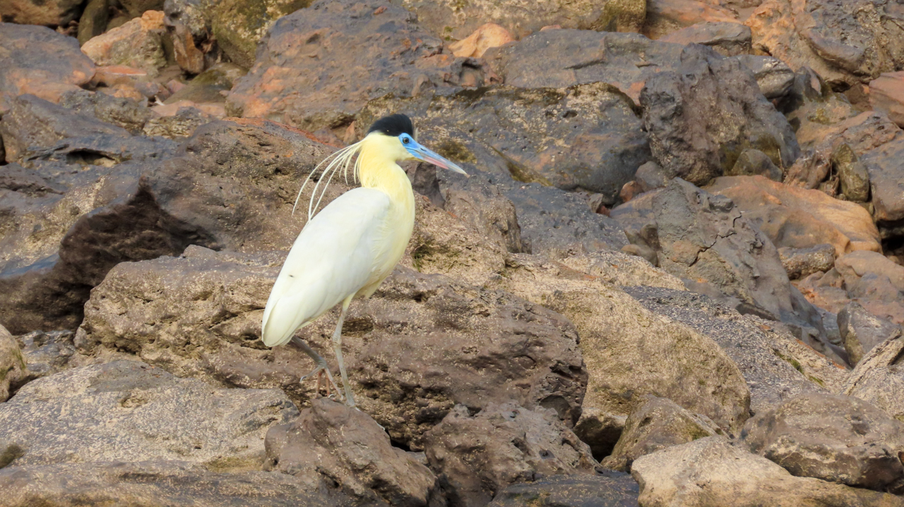 Capped Heron
