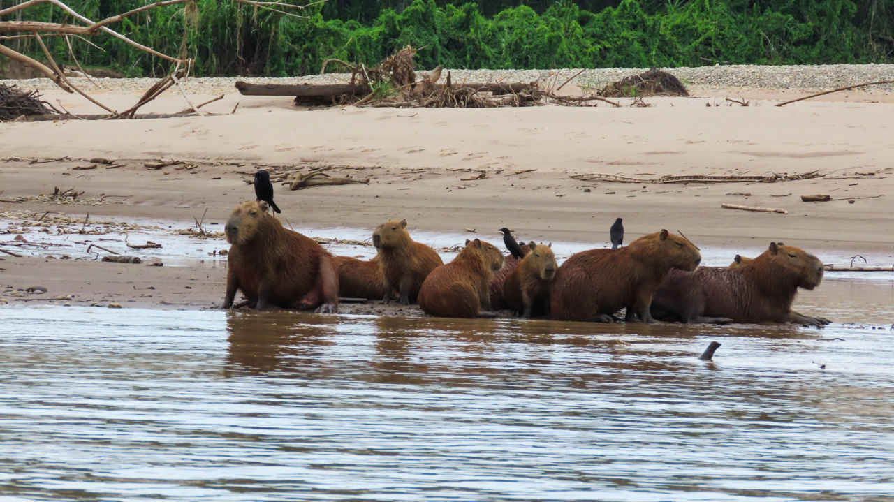 Capybara and Cowbird