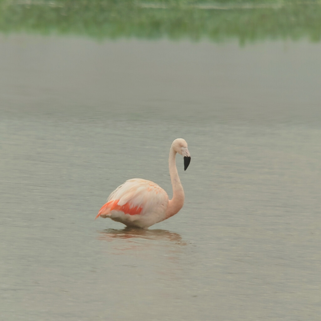 Chilean Flamingo