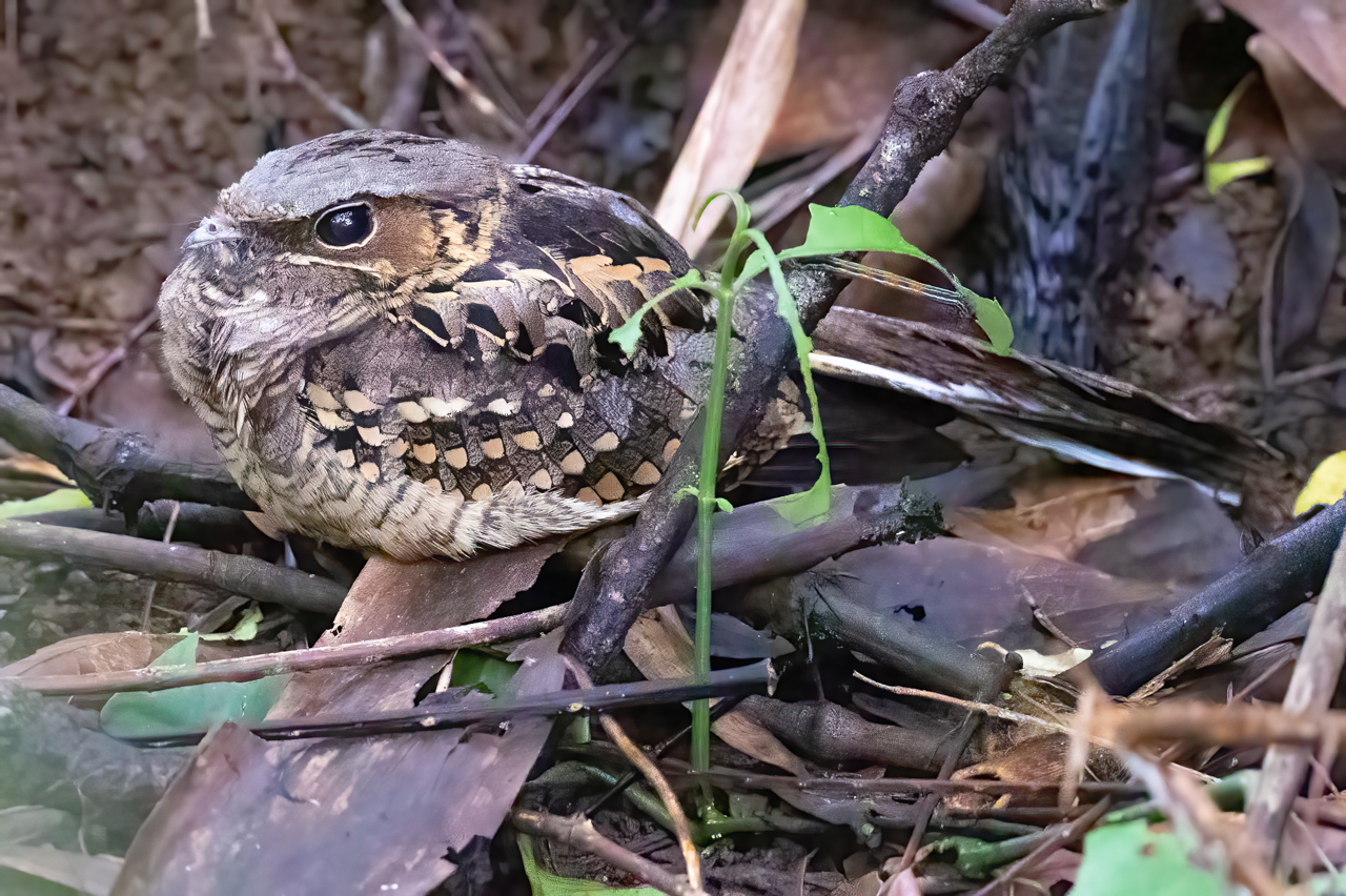Common Pauraque
