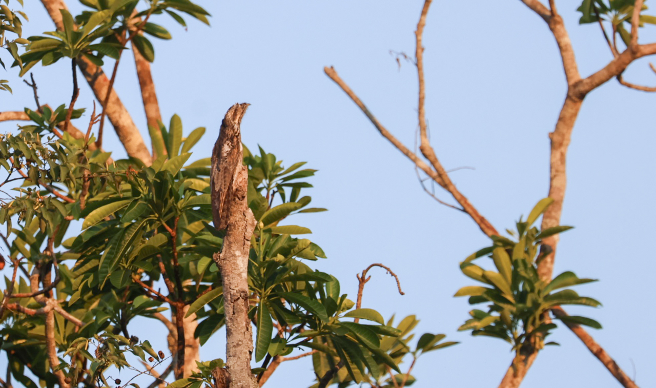 Common Potoo