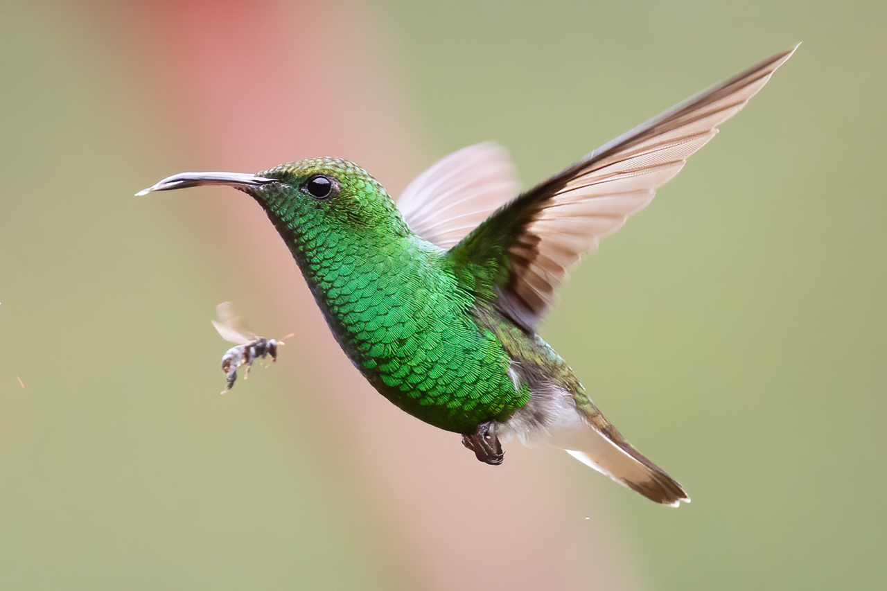 Coppery-headed Emerald