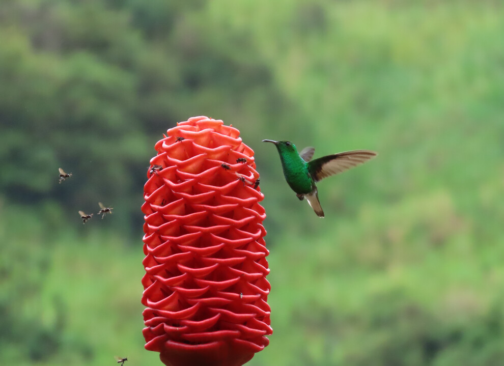 Coppery-headed Emerald