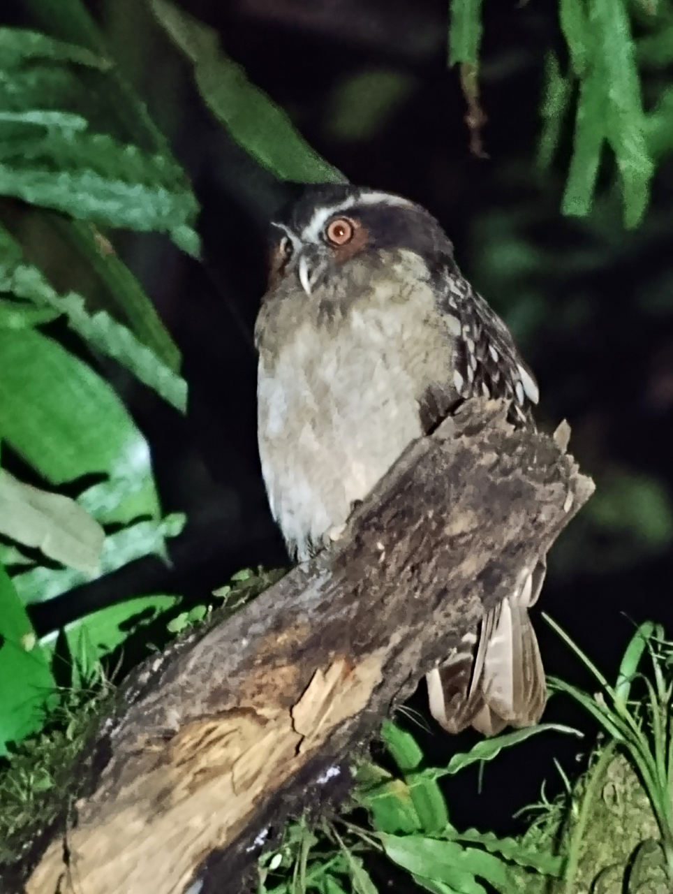 Crested Owl