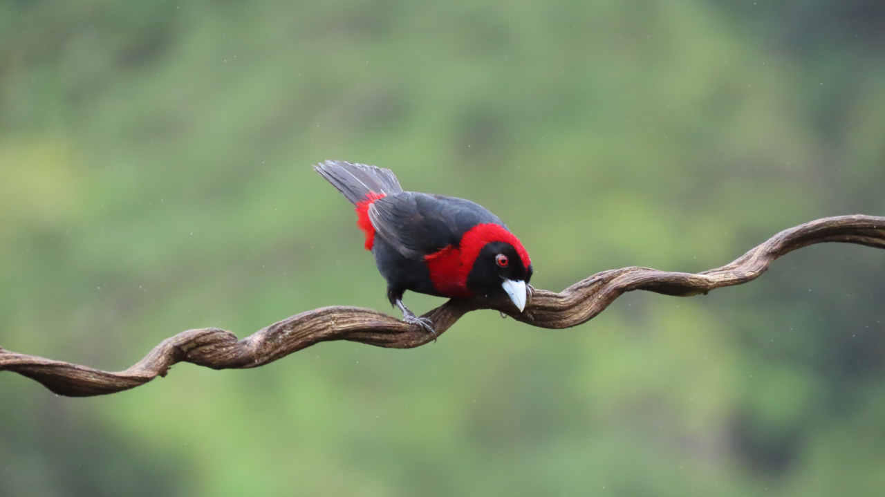 Crimson-collared Tanager