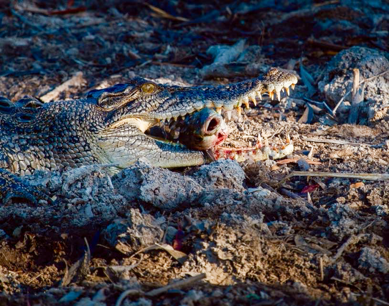 Estuarine Crocoadile with Catfish breakfast