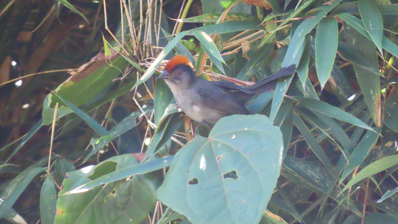 Cuzco Brushfinch