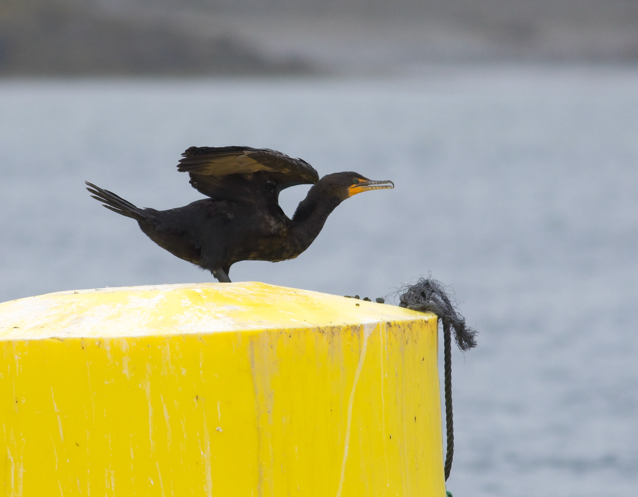 Double-crested Cormorant 