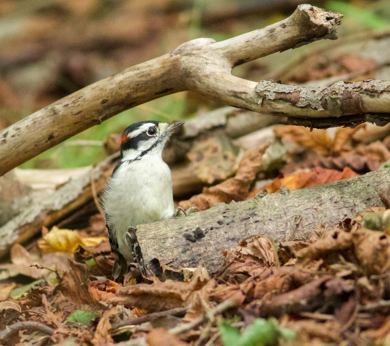 Downy Woodpecker 