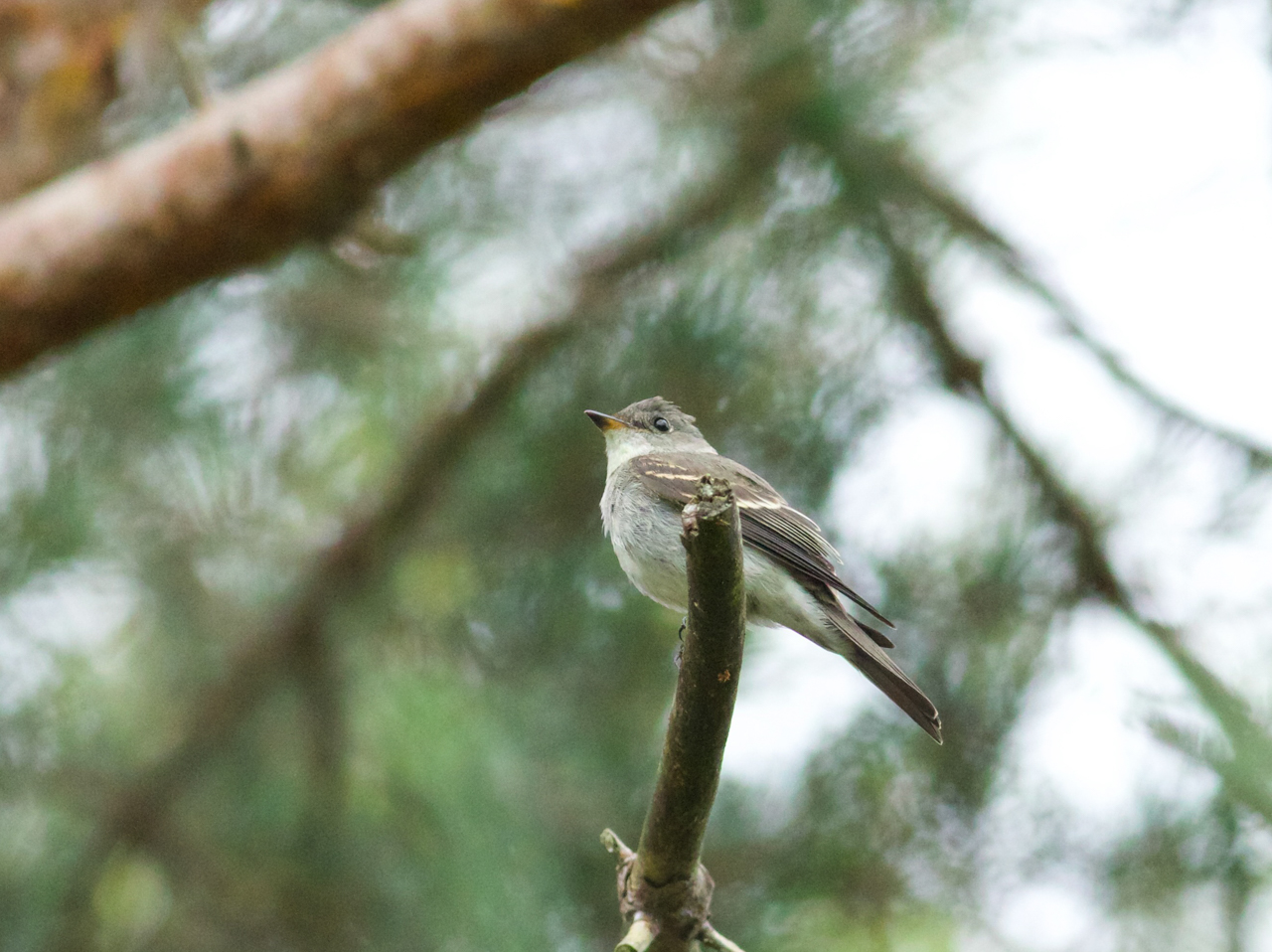Eastern Wood-Pewee 