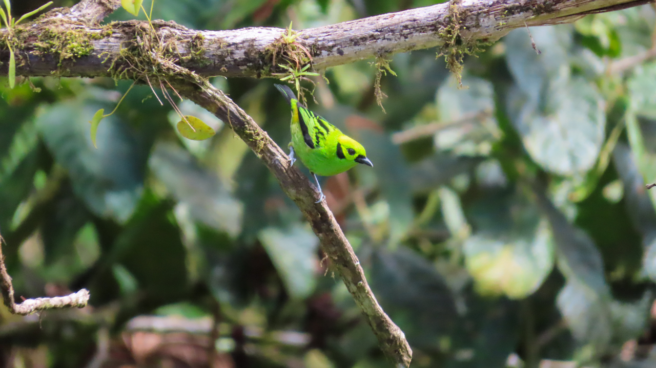 Emerald Tanager