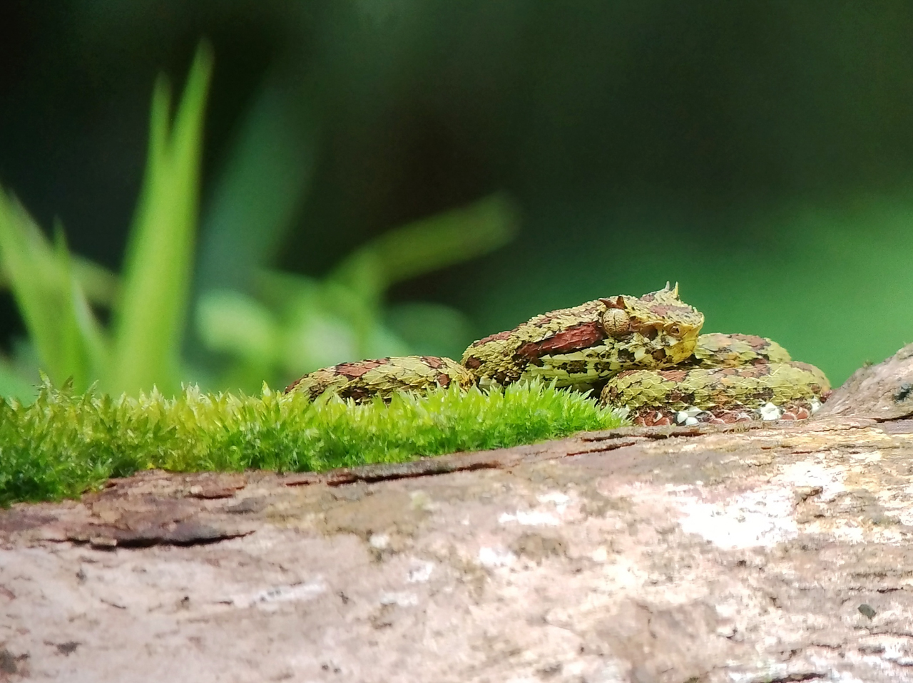 Eyelash Pitviper