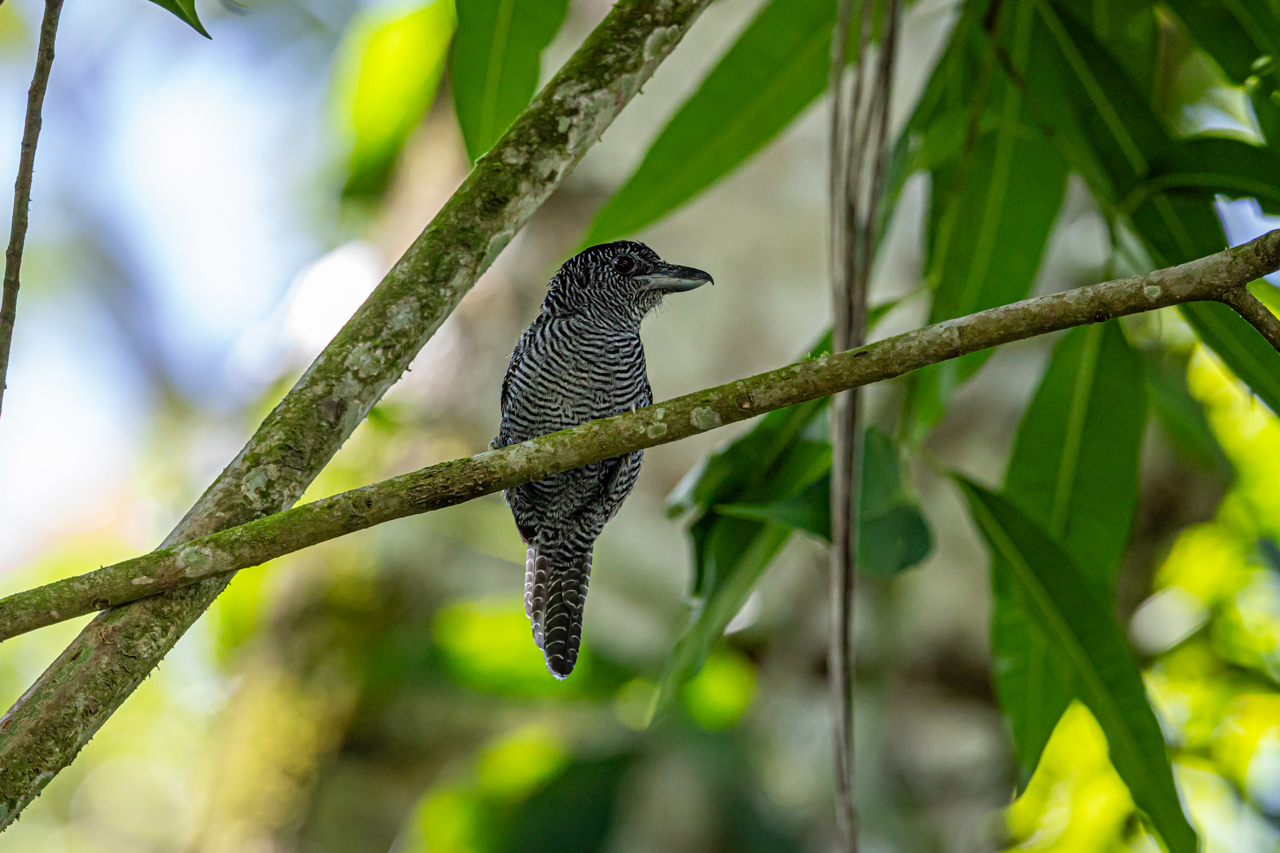 Fasciated Antshrike