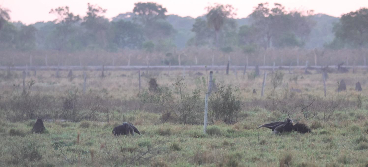 Giant Anteater