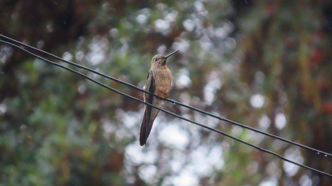 Giant Hummingbird