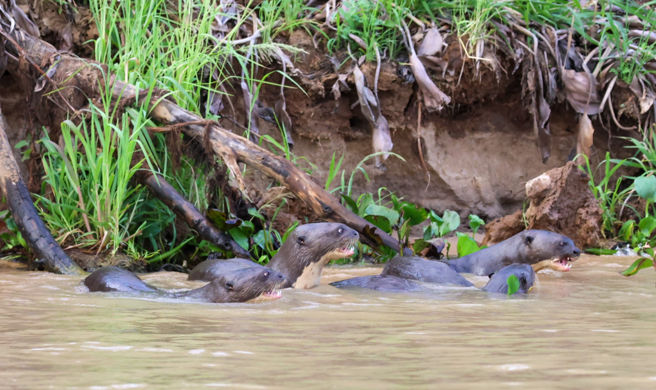 Giant Otters