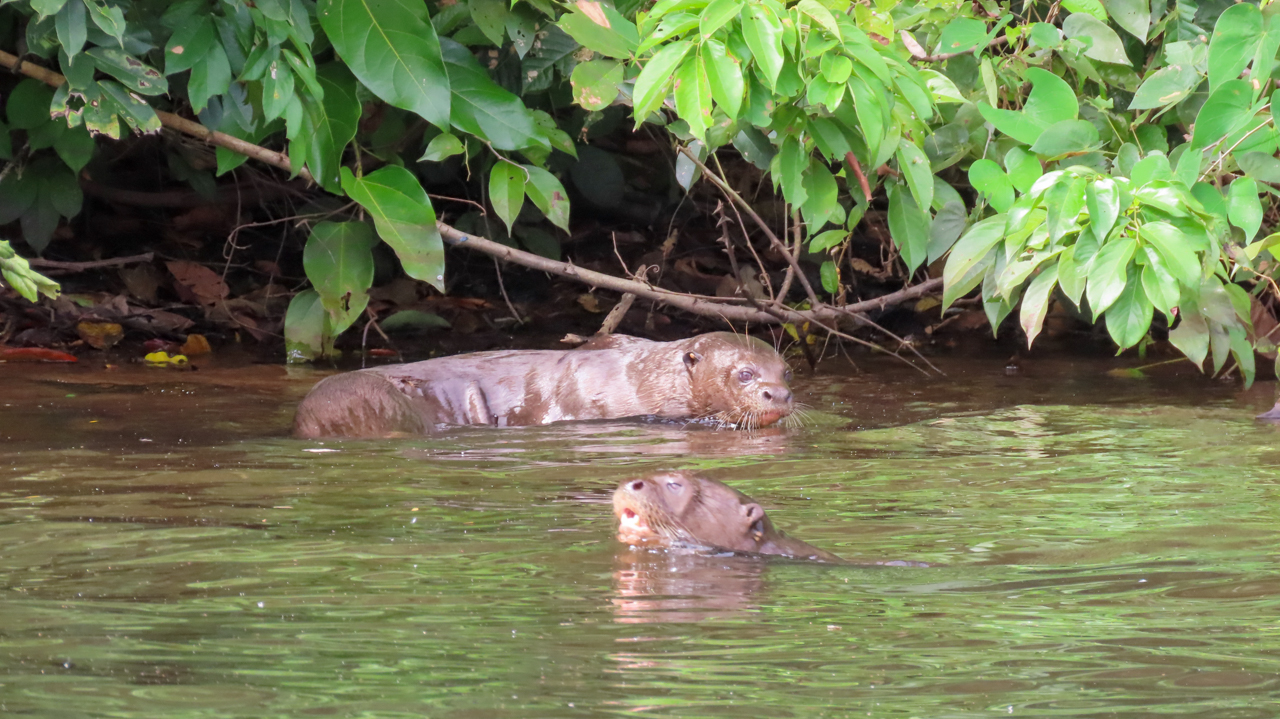 Giant River Otter