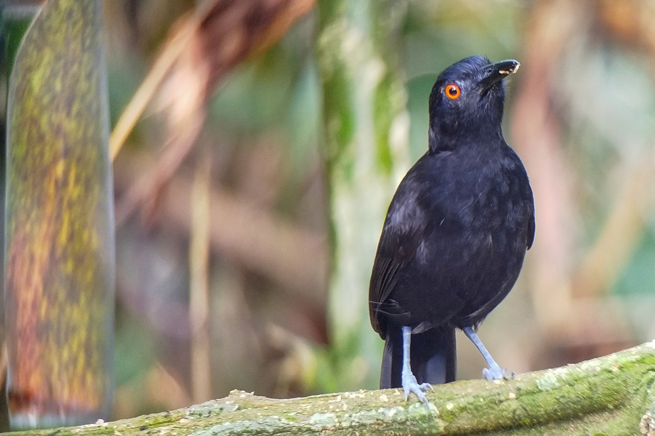 Goeldi's Antbird