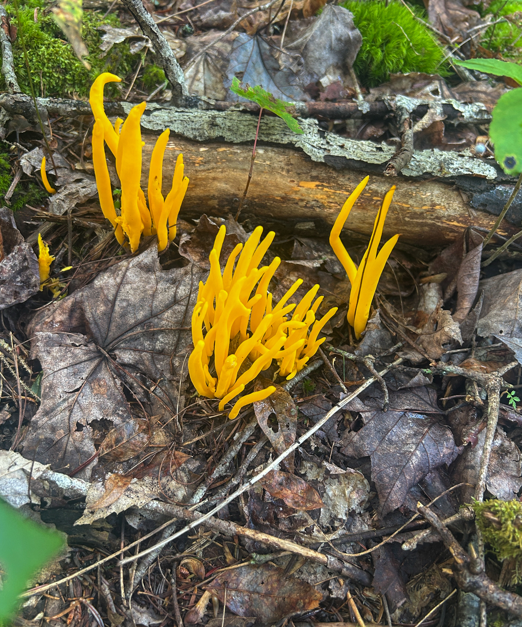 Golden Spindles 