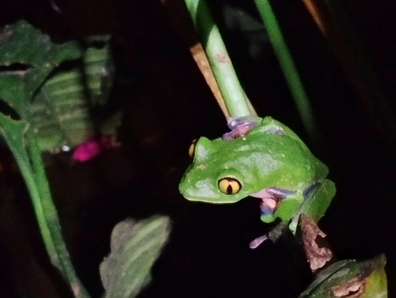 Golden-eyed Leaf-Frog