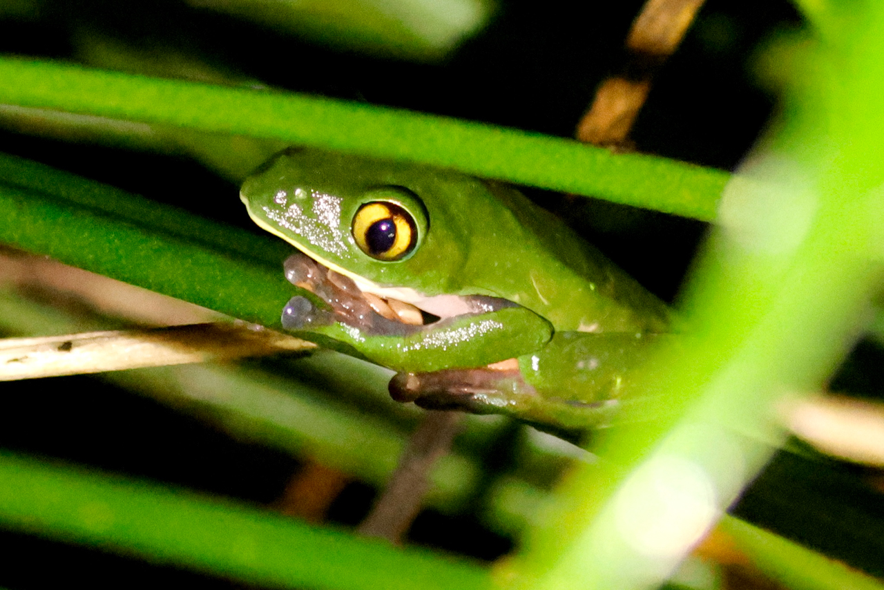 Golden-eyed Leaf Frog