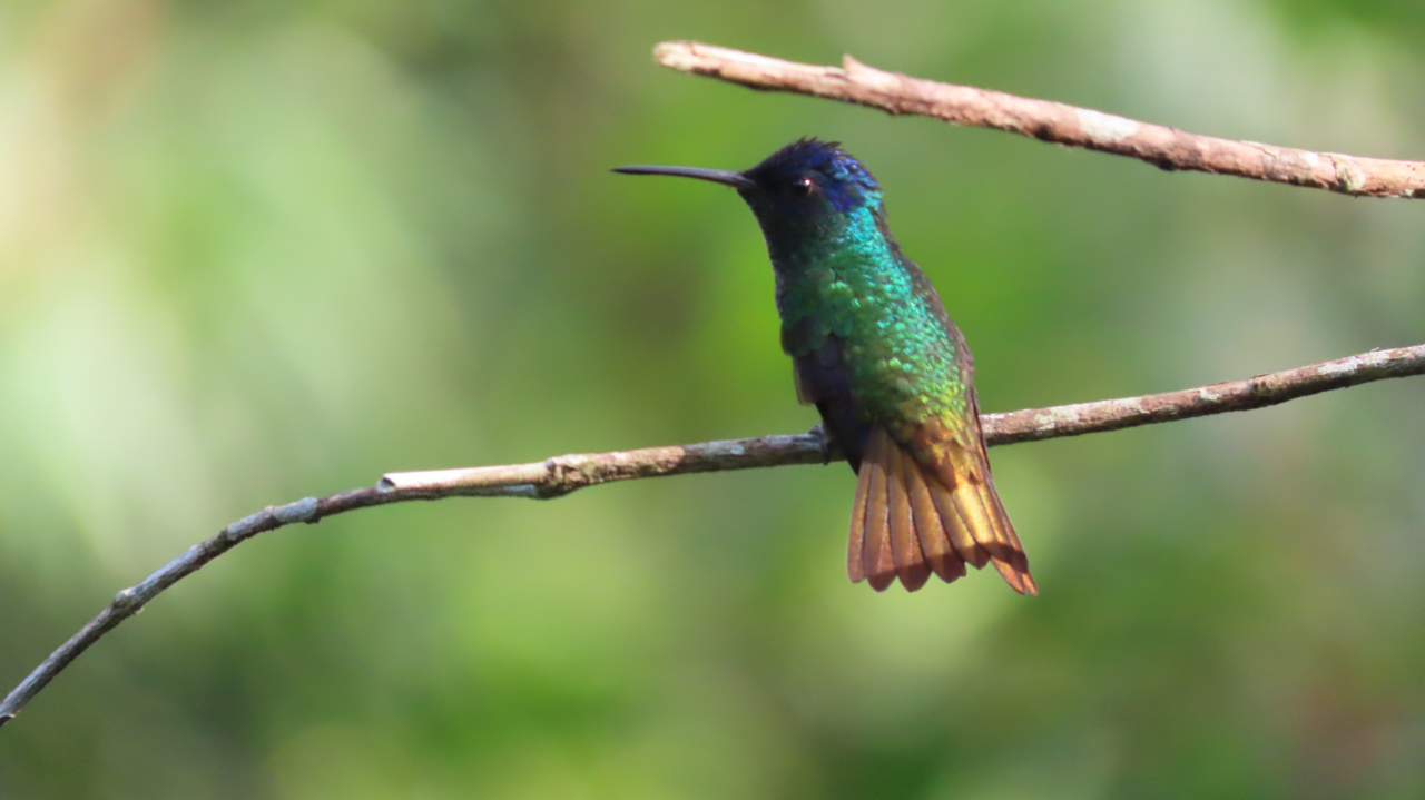Golden-tailed Sapphire