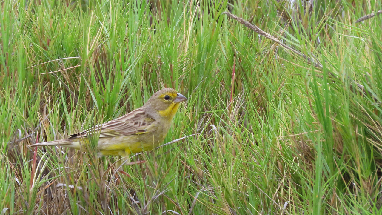 Grassland Yellow-Finch