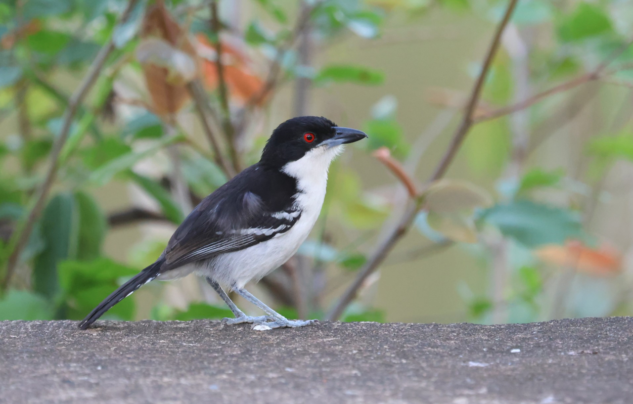 Great Antshrike
