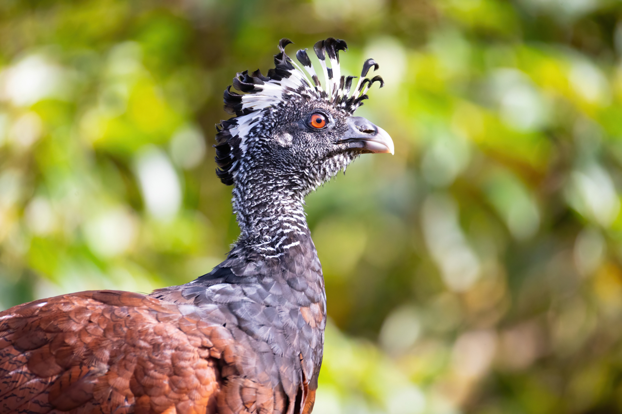 Great Curassow