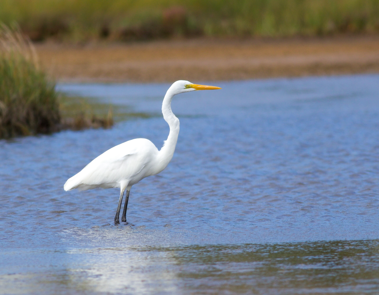 Great Egret