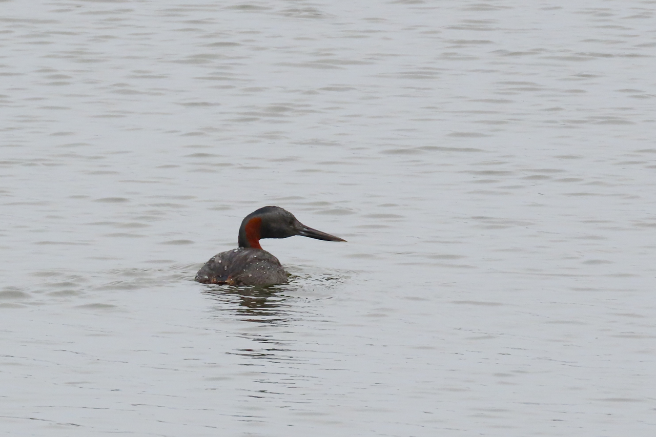 Great Grebe