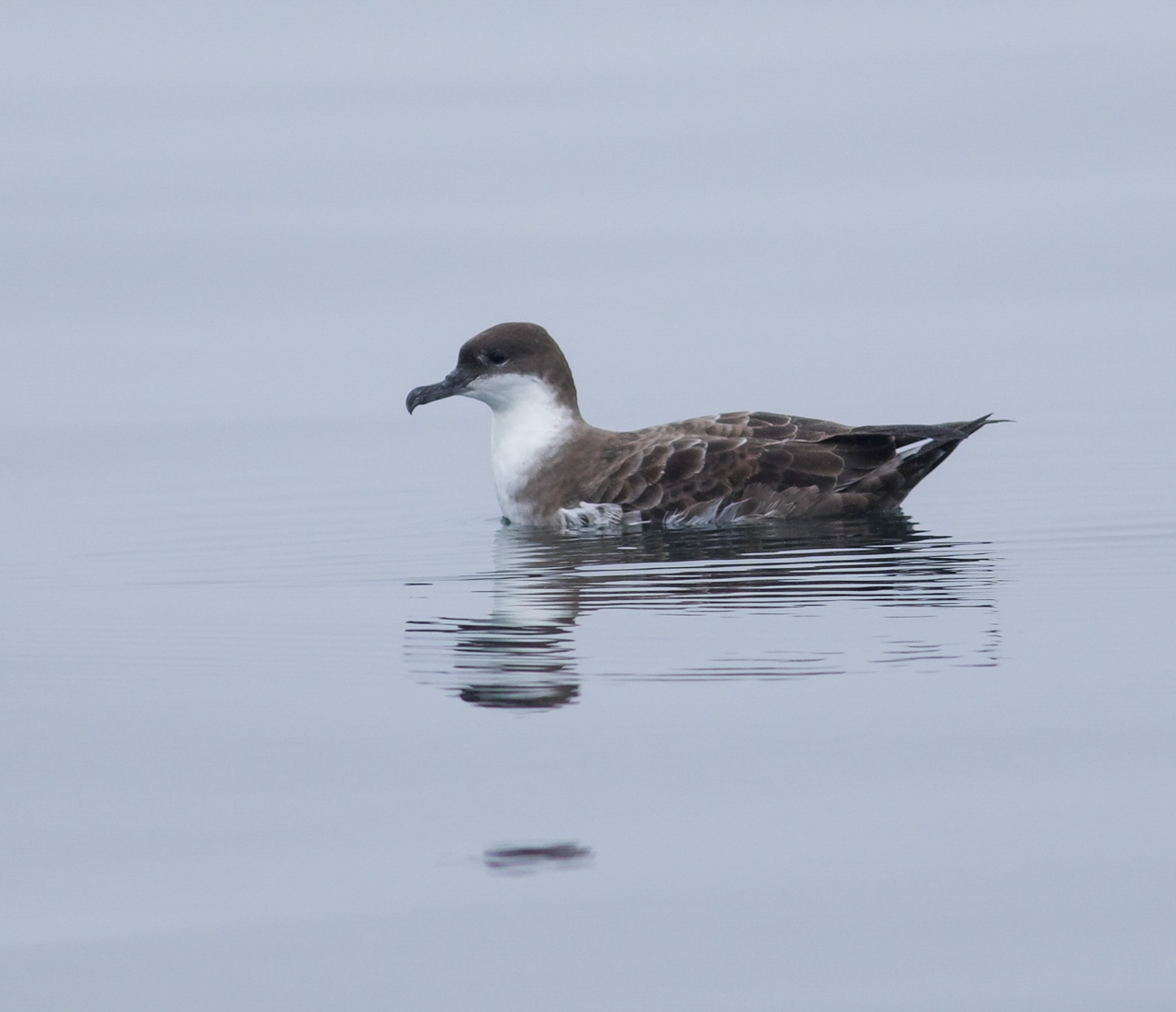 Great Shearwater 
